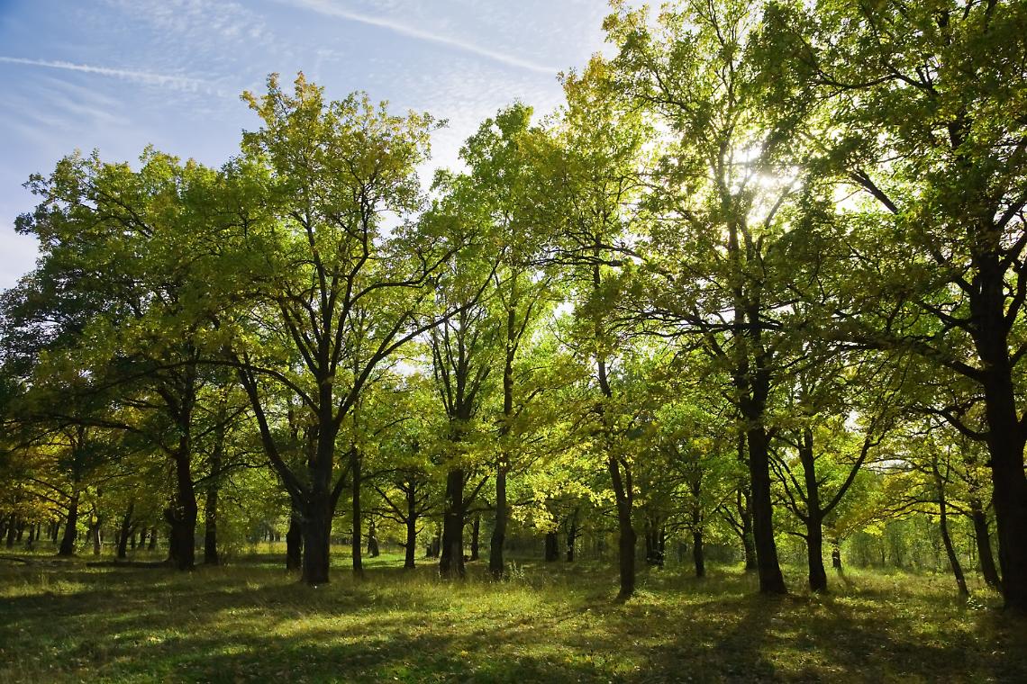 alberi