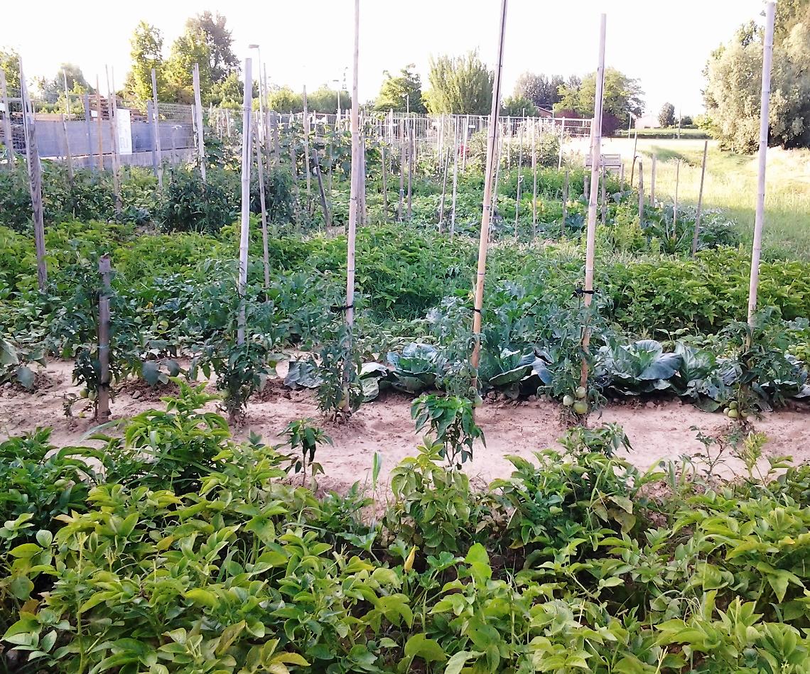 Verona apre gli orti urbani anche ai non pensionati