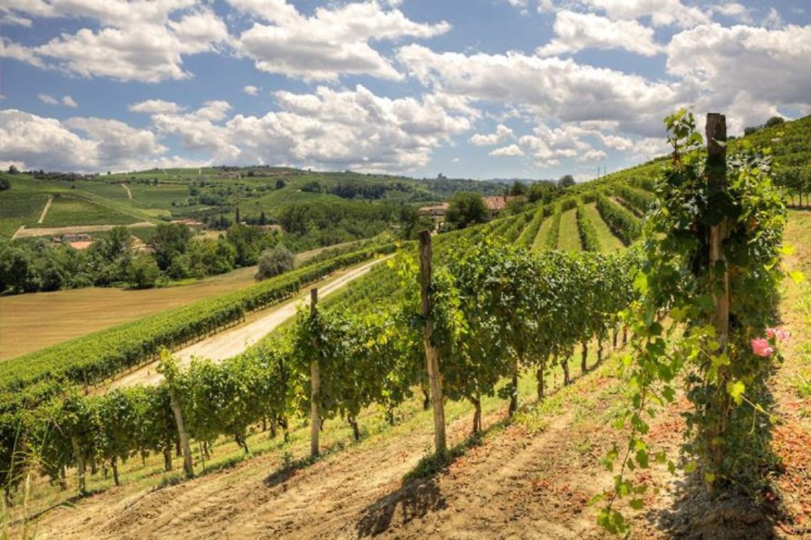 La Chiaretto Run accende Bardolino: corsa solidale tra vigneti e Lago di Garda