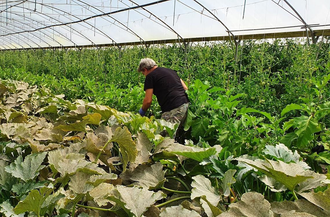 Agricoltura_Cavallino_Treporti