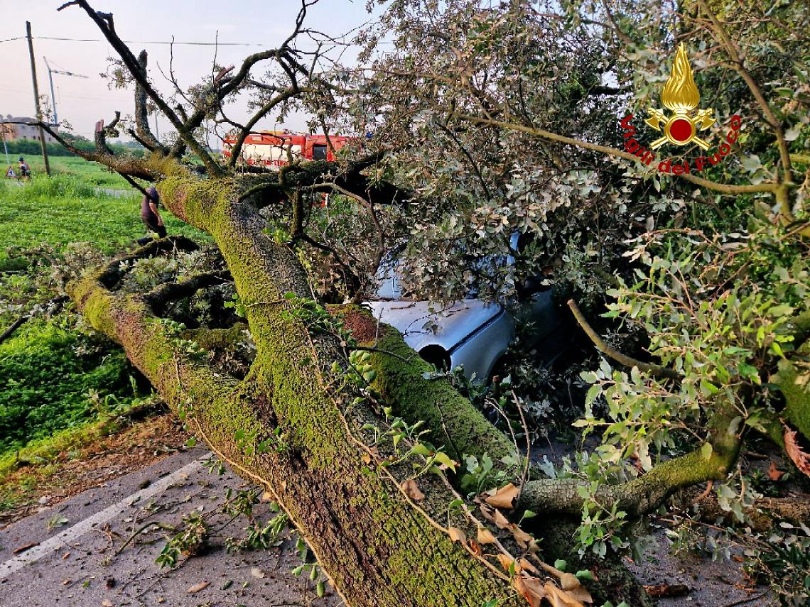 auto_alberi_asolo