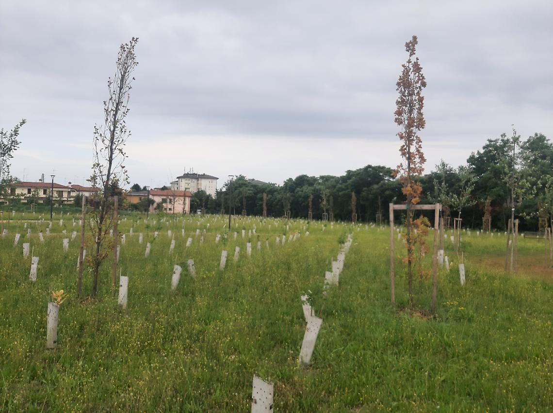 bosco San Paolo - 3