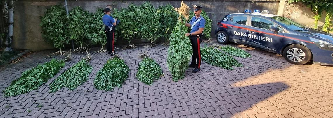 arresto coltivazione Marijunana