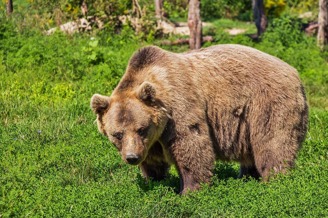 avvistamento orso a verona