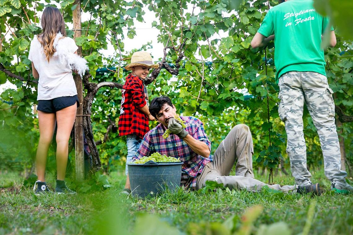 canal_vendemmia