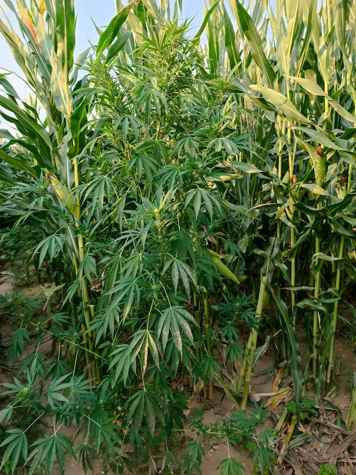 piante_marjuana