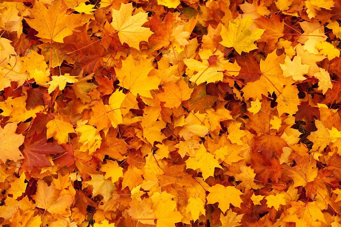bussolengo d'autunno