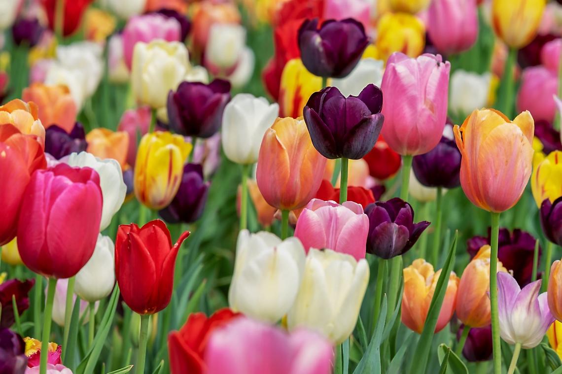 Tulipomania torna a Levico: tre giorni tra fiori, storia e cultura