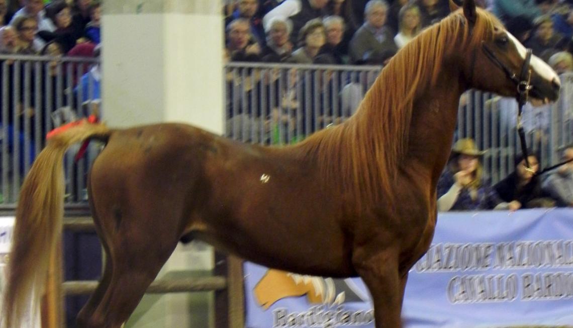 Fieracavalli_verona