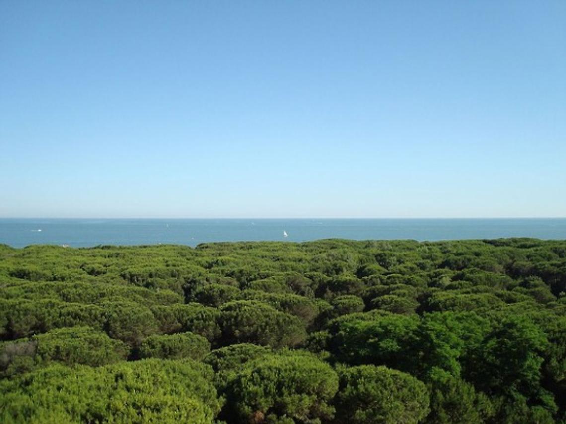 pineta