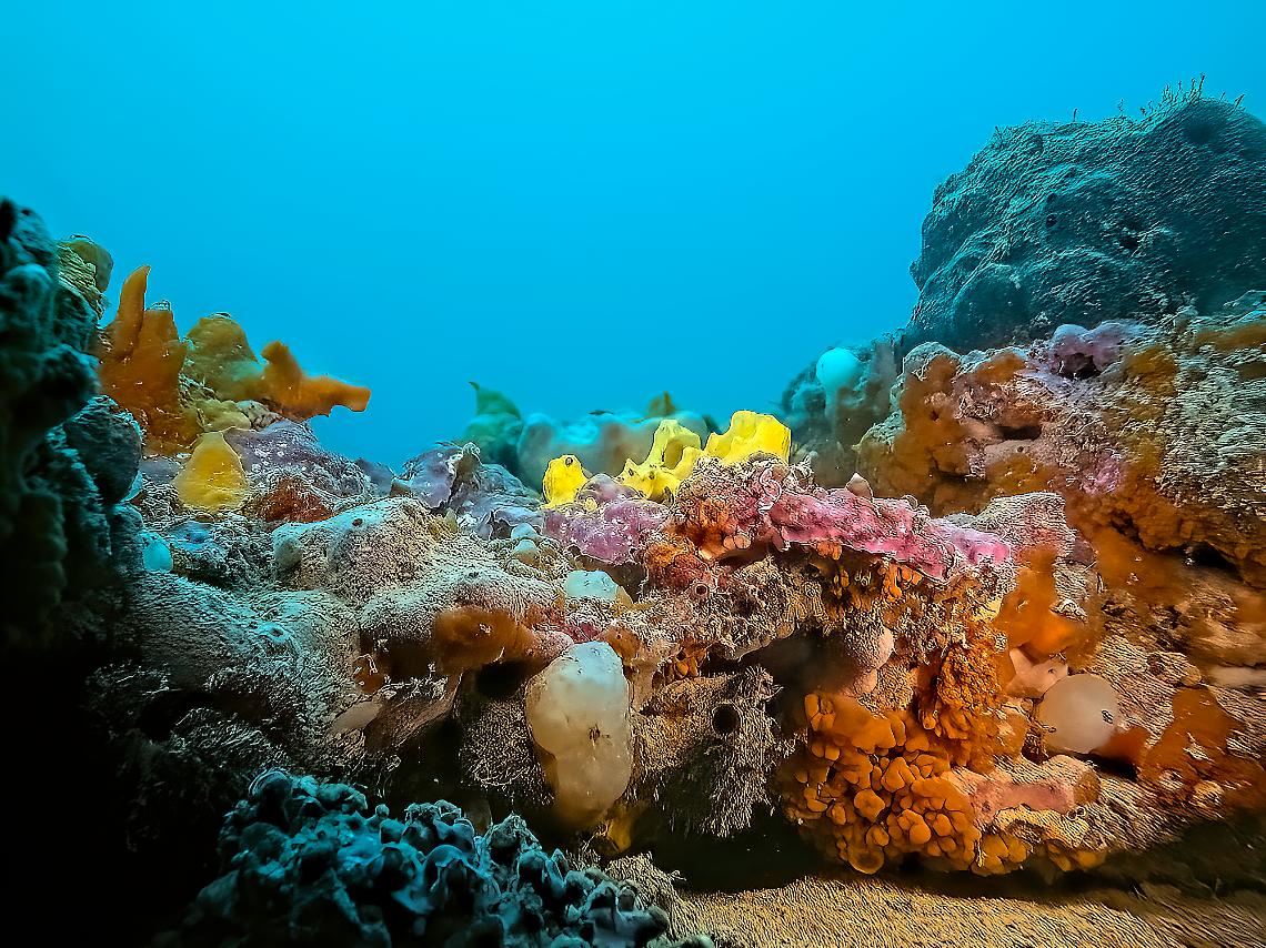 Le Tegnue di Chioggia candidate all’Unesco: il Comune apre il percorso per il riconoscimento mondiale