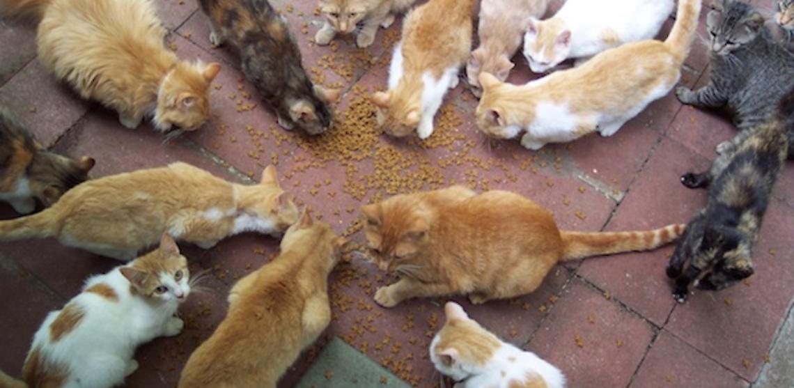 Avvelenamento di gatti a Bassano del Grappa: massima attenzione ai propri animali