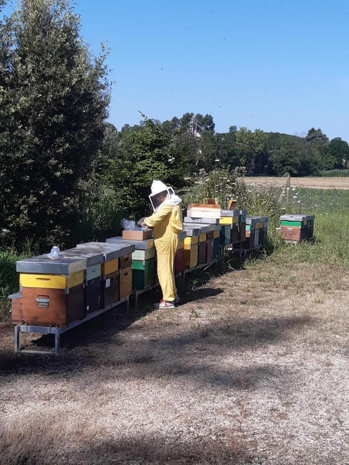 miele discarica veritas mirano