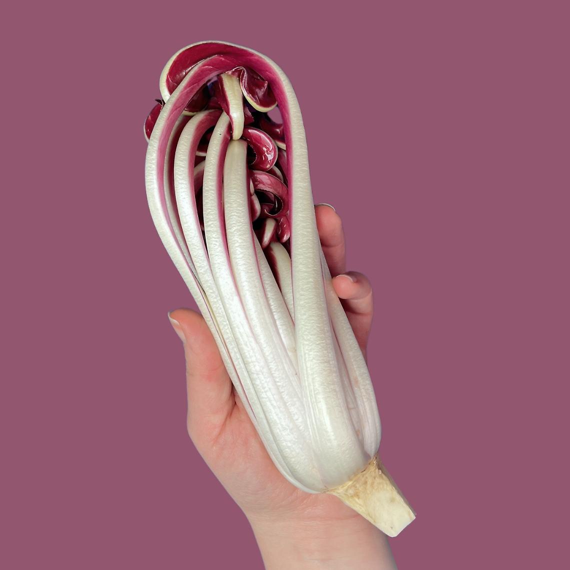 radicchio di treviso