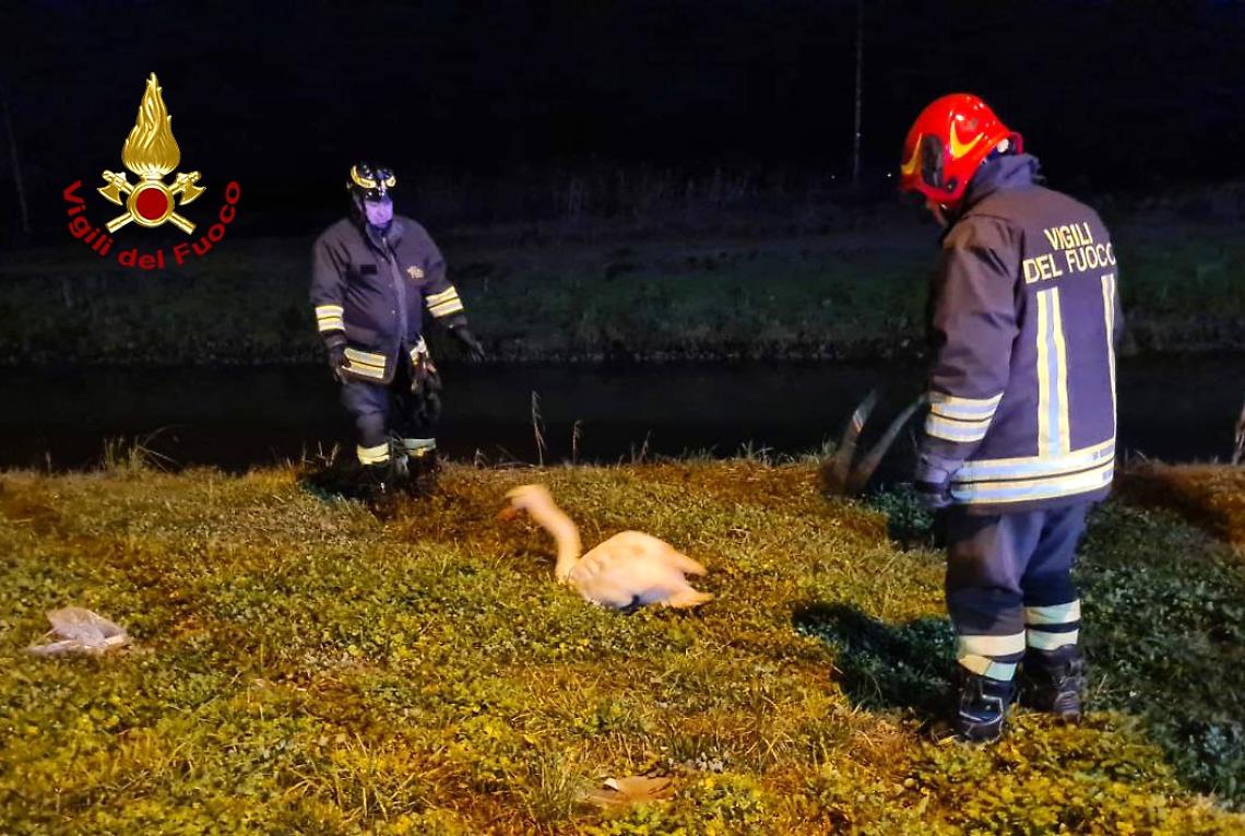 CIGNO REALE_SALVATAGGIO ROVIGO (3)