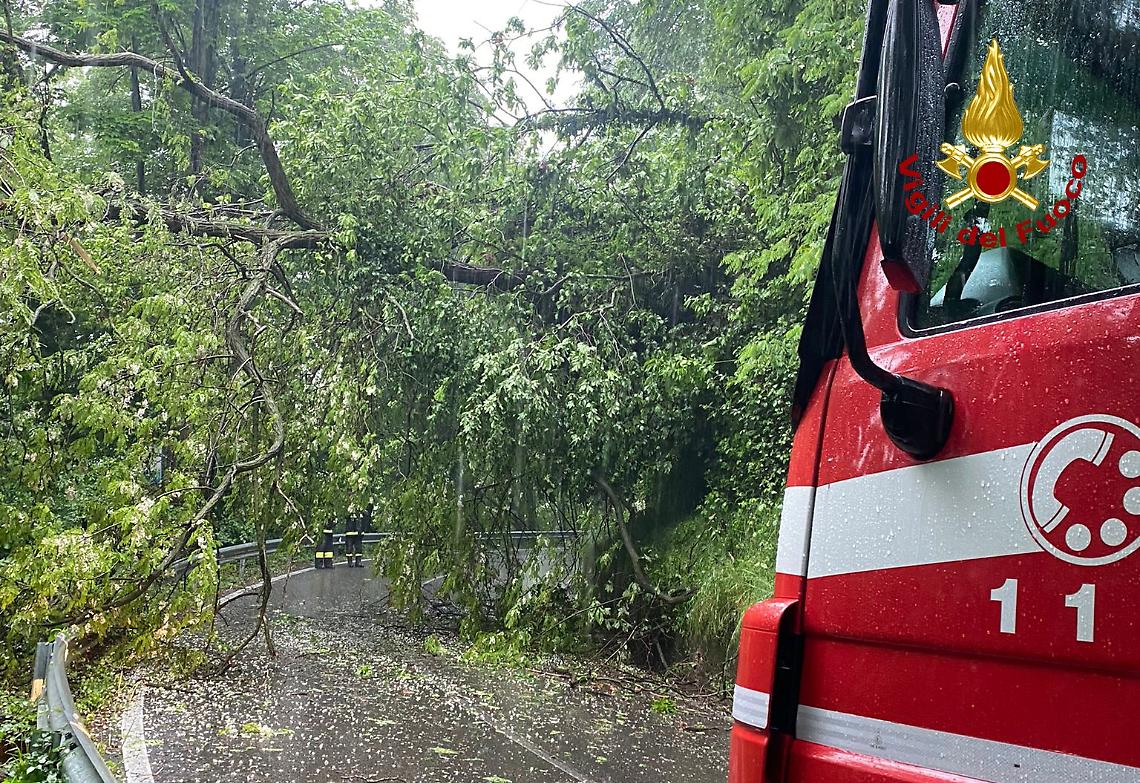 Via Feltre, al via il cantiere: alberi da abbattere ma strada sempre accessibile