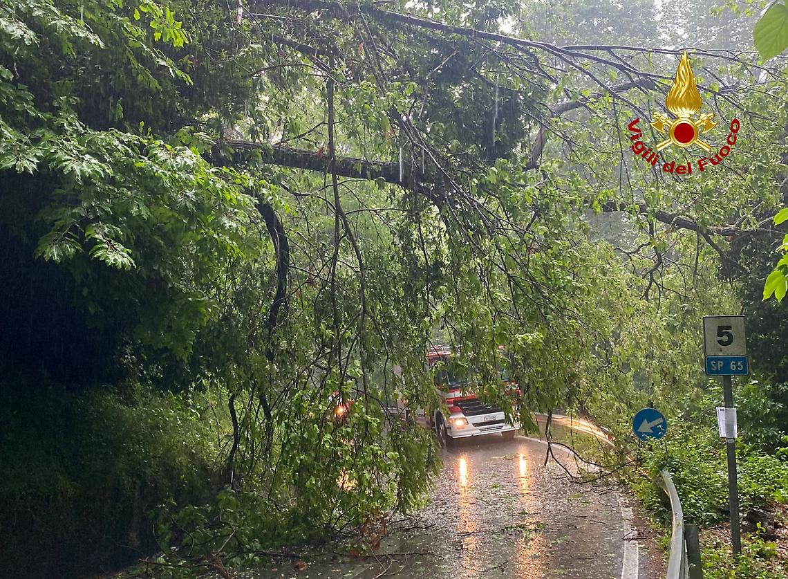 Via un albero pericolante in Corso del Popolo: intervento urgente per la sicurezza