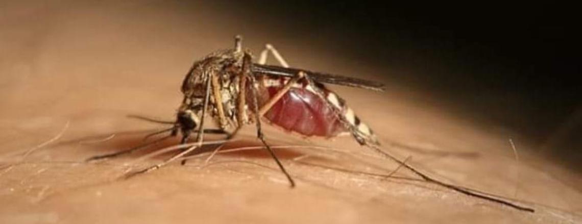 Quattro nuovi casi non gravi di West Nile a Padova.  
