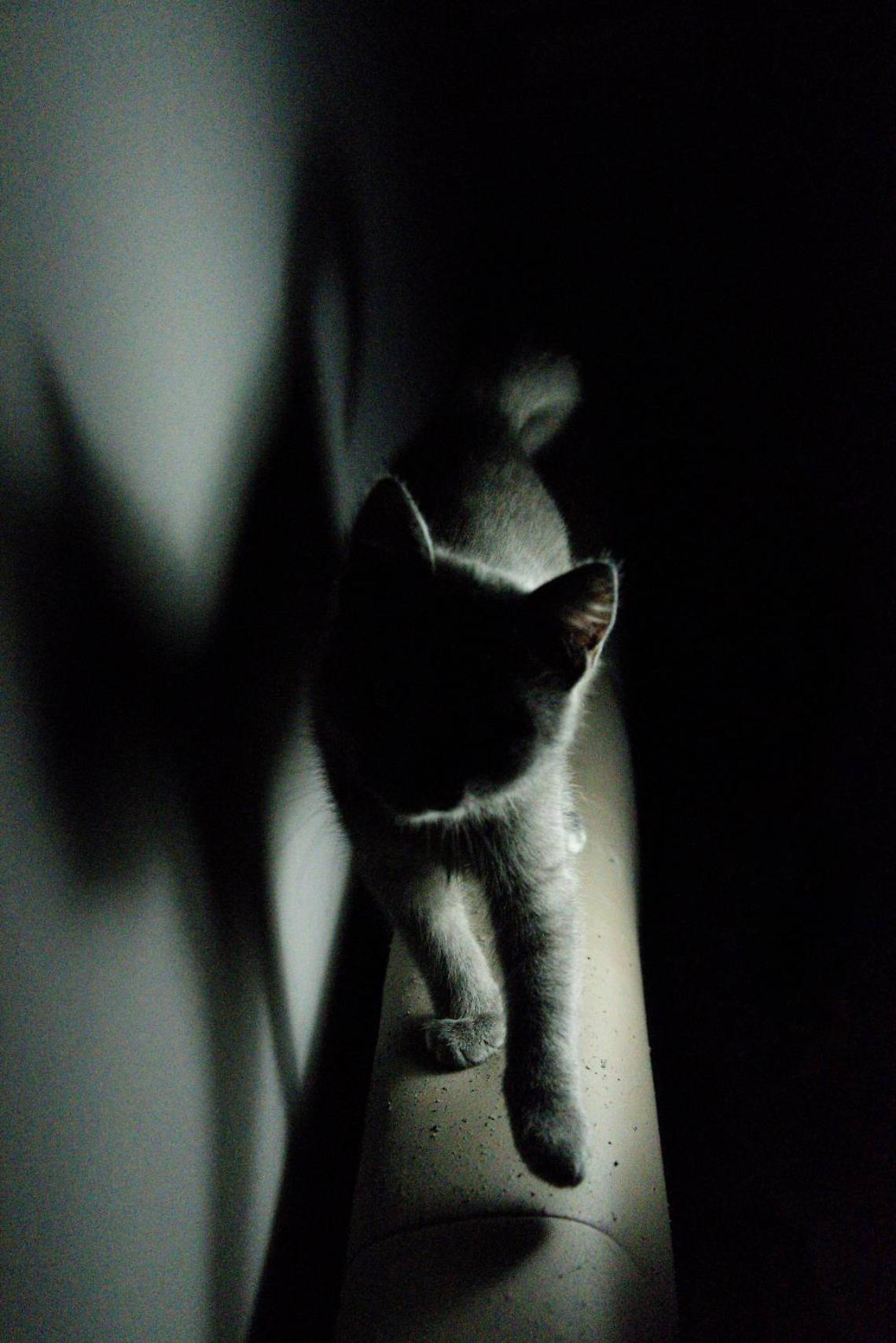 Bullone conficcato nell'occhio di un gattino a Villorba: taglia di 3mila euro sui responsabili