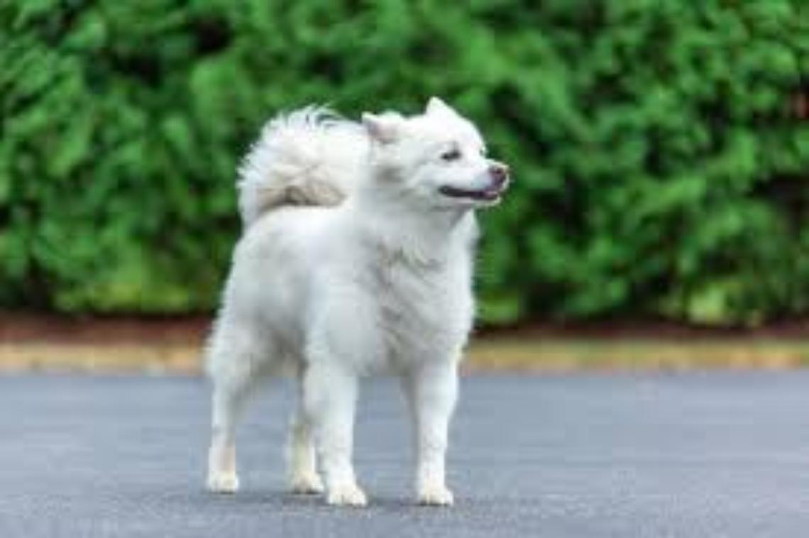 Fiesso Umbertiano sotto choc: il tragico avvelenamento del cane Spritz scuote la comunità