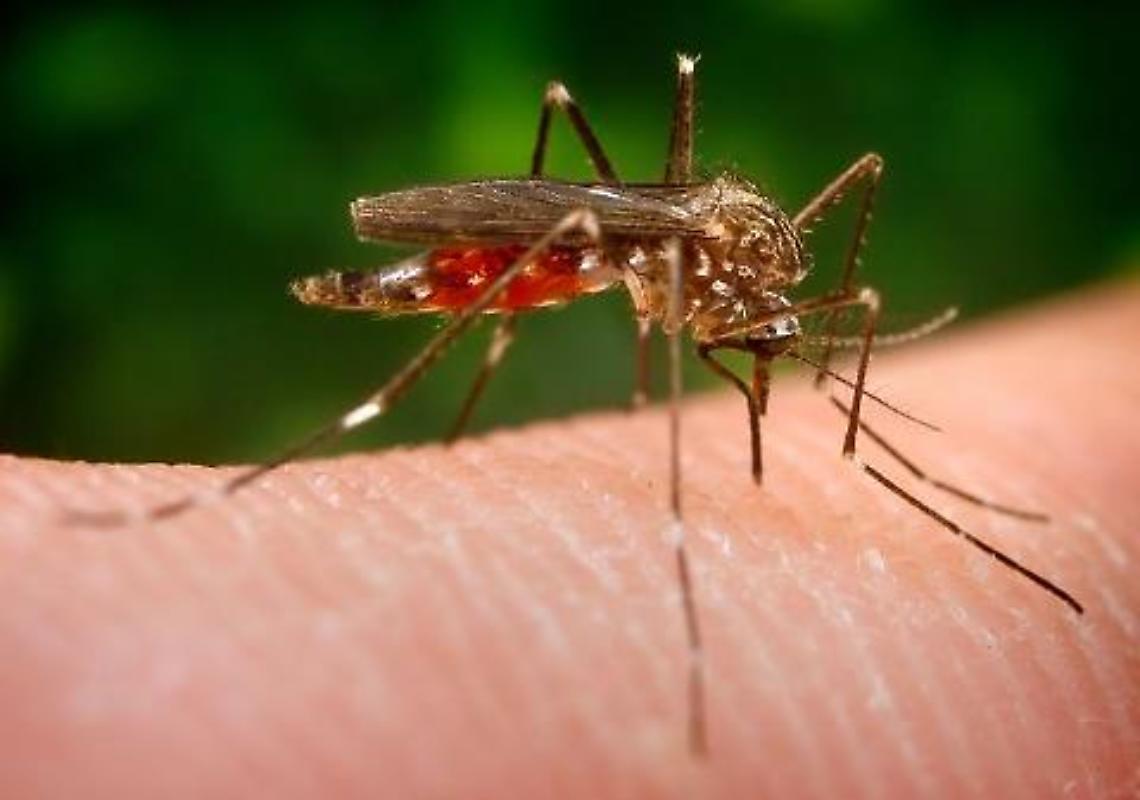 Caso di Dengue in Piazza Mazzini a Padova, da questa sera partono le disinfestazioni dell’area interessata 