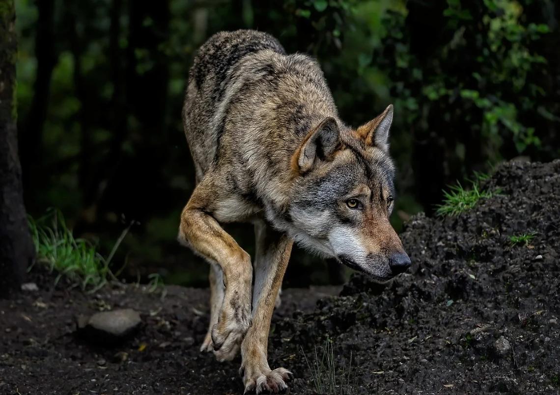 Vacca burlina sbranata da un lupo nelle montagne vicentine: allevatore perde la sua Minnie e la fiducia nel territorio