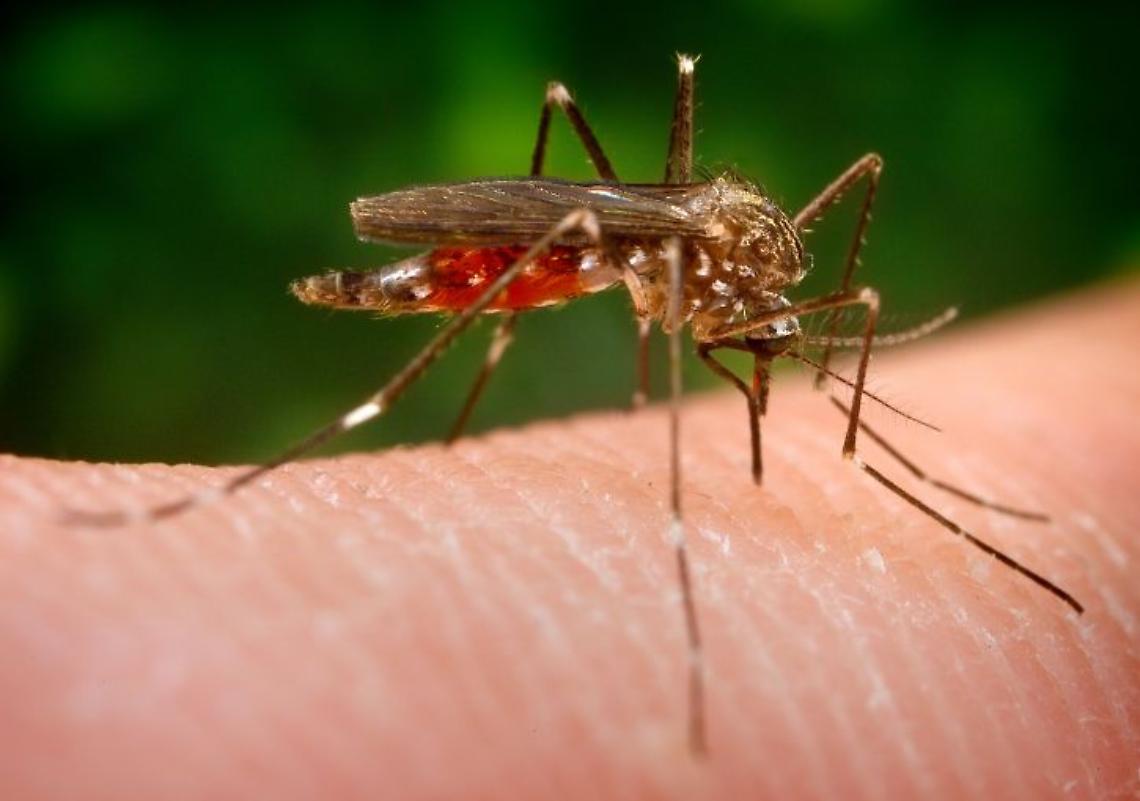 Disinfestazione adulticida nei parchi di Albignasego: interventi pianificati tra il 25 e il 26 agosto