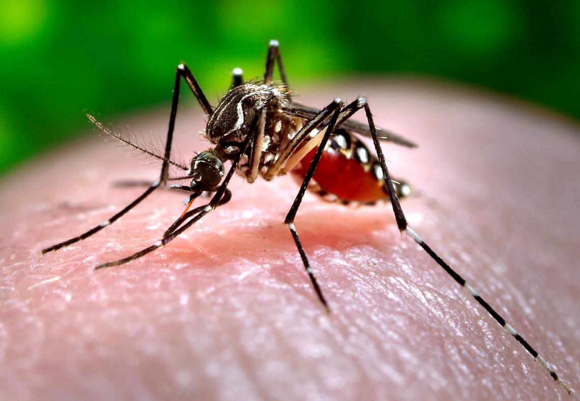 Nuovo caso di Dengue a Padova: disinfestazione in corso ad Abano Terme
