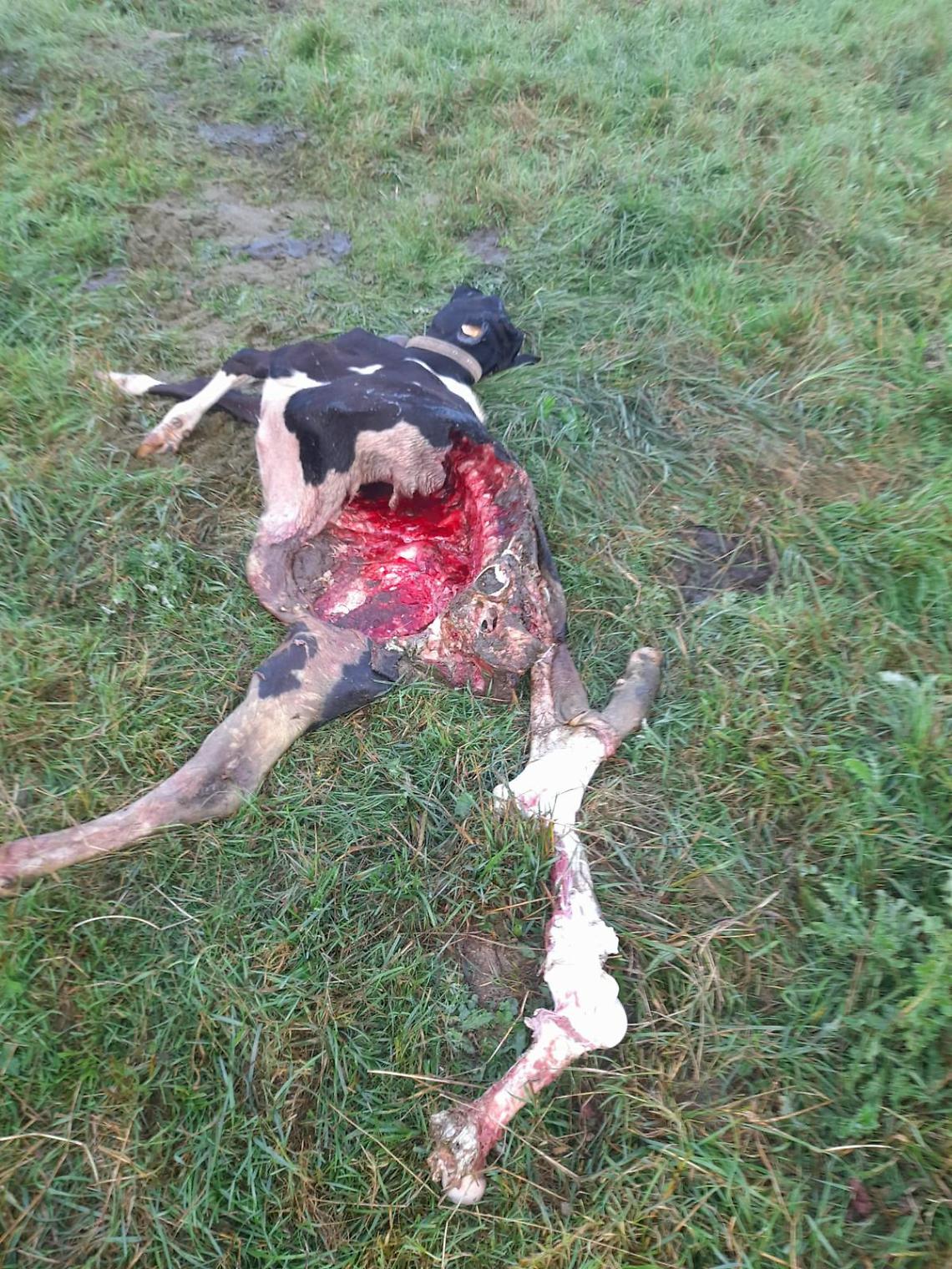 Allarme lupi: prima predazione a Malga Mosche Est (Asiago), allevatori in allarme