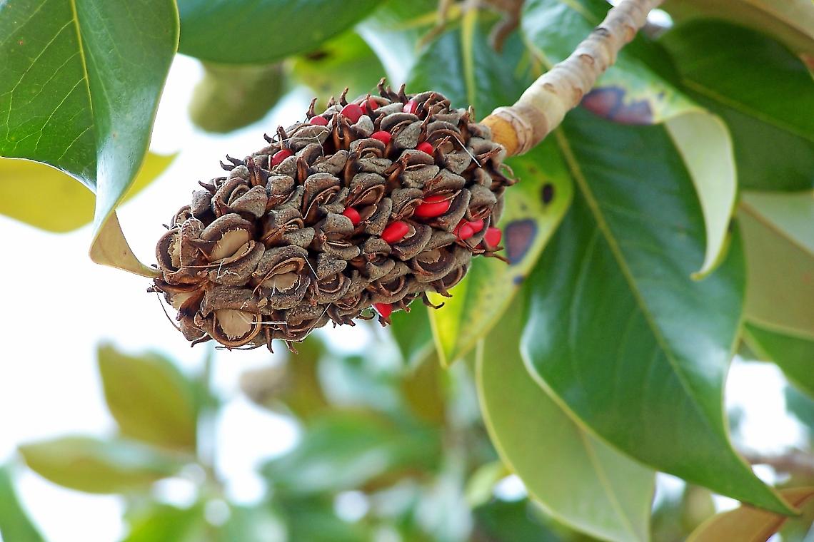 Torna la Magnolia in Piazzale Cialdini: Un Simbolo di Rinascita per Mestre