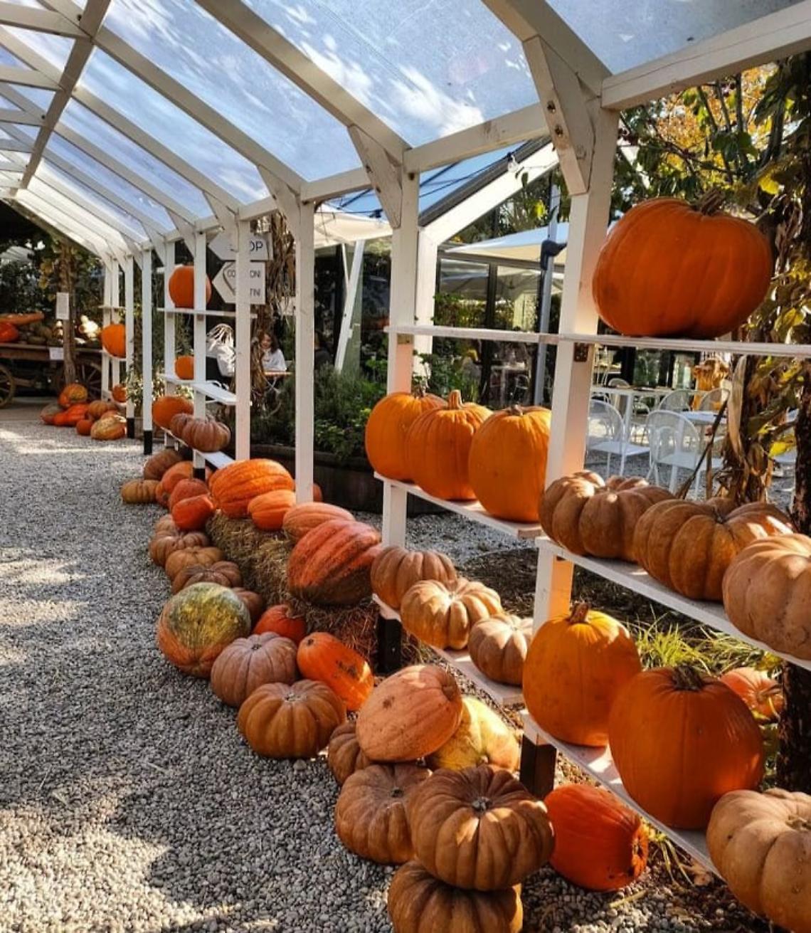 Villorba accende l’autunno: riapre il Villaggio delle Zucche di Nonno Andrea