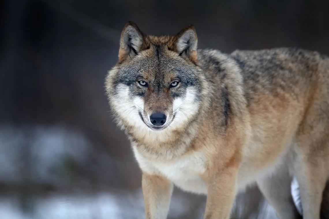 Catturata la 'lupa del Piave': Corazzari chiede il declassamento del lupo da specie particolarmente protetta