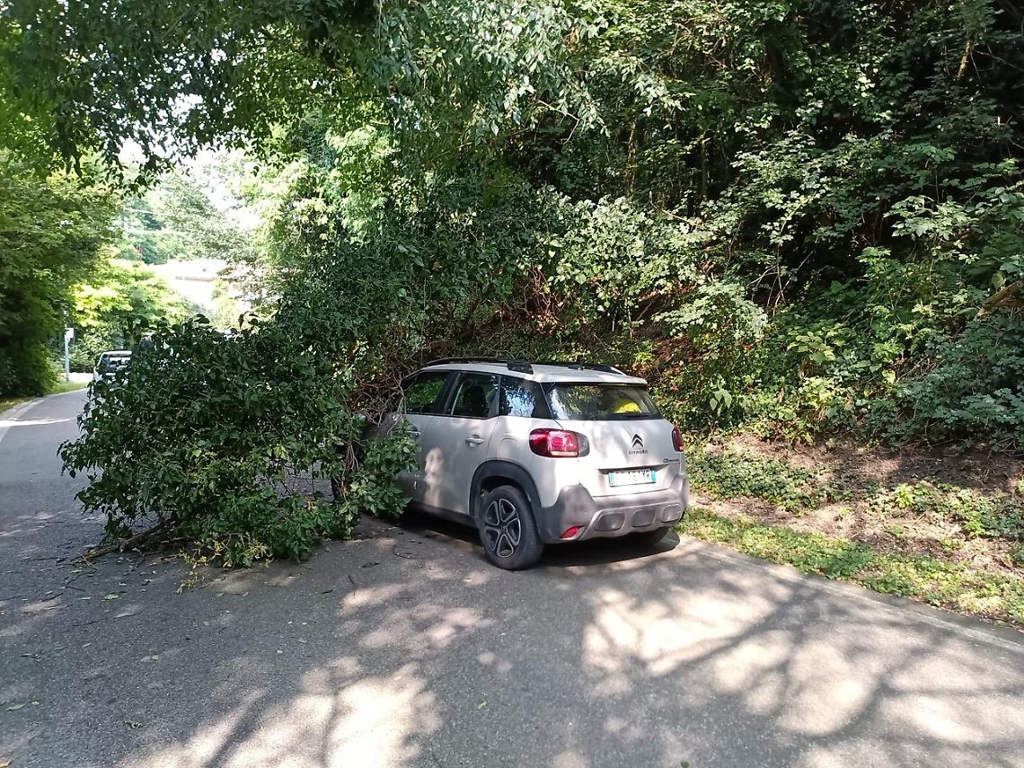 Montegrotto, ordinanza per la manutenzione delle piante private lungo le strade: multe per i trasgressori