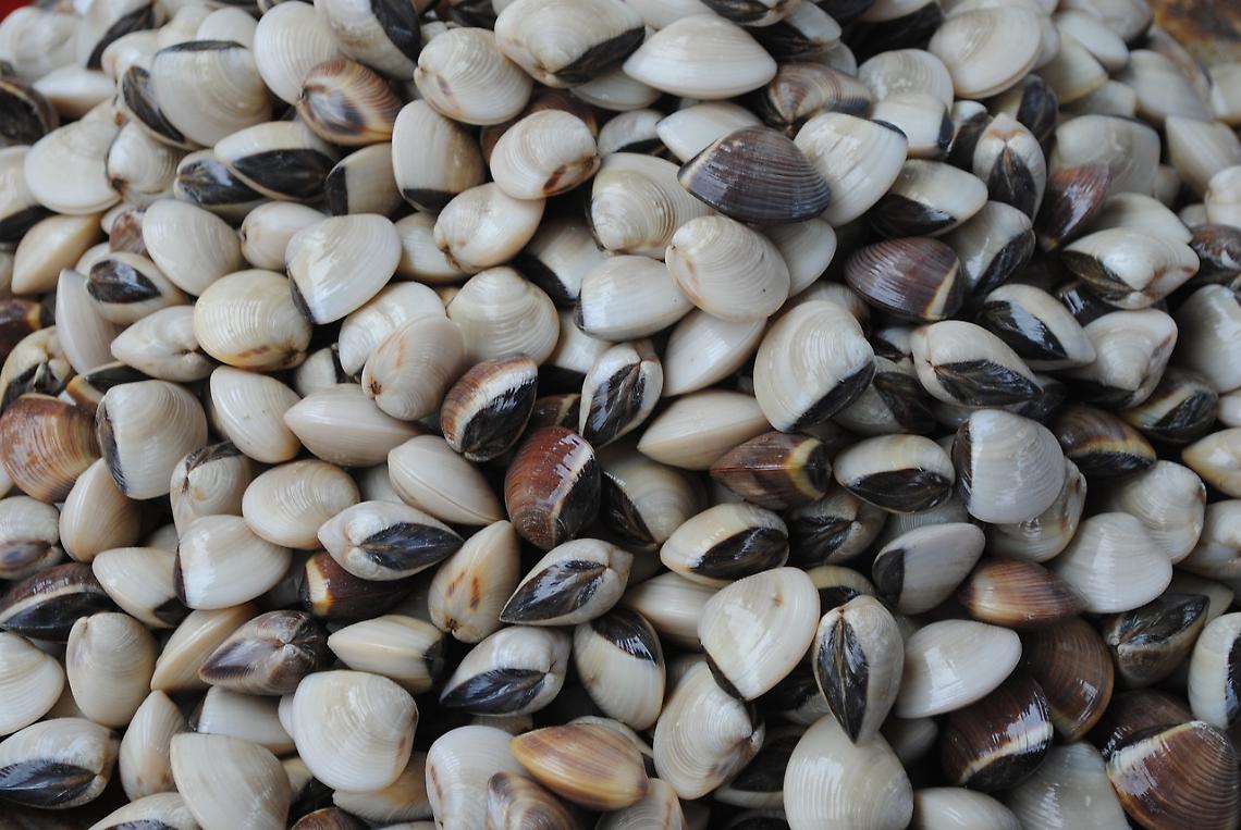 Veneto, riparte la pesca delle vongole: 4 milioni per salvare i fondali dalle mucillagini