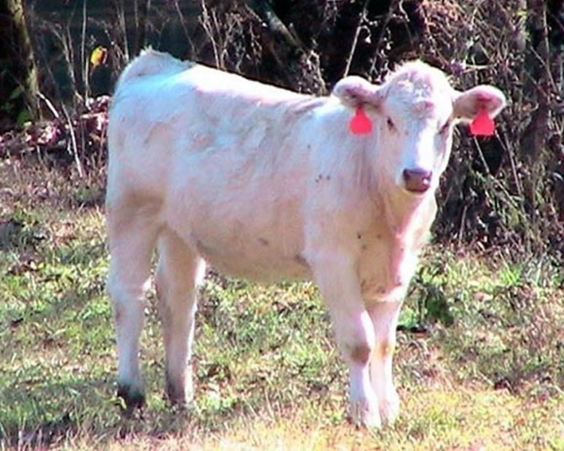 Toro