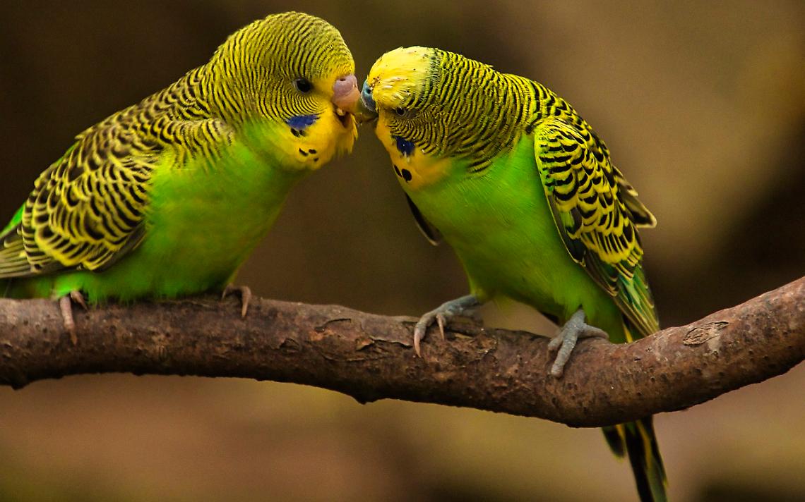Uccelli domestici: le specie più adatte alla vita casalinga