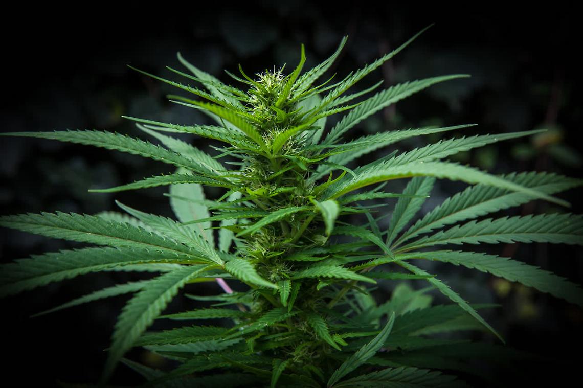 Chioggia: scoperta serra di cannabis sul terrazzo di un’abitazione