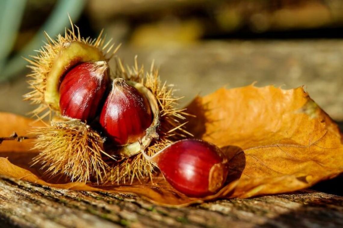 Tre luoghi imperdibili in Veneto per la raccolta delle castagne