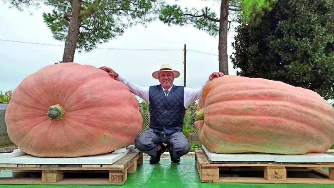 Fernando Cavinato tra le sue zucche Sole e Luna