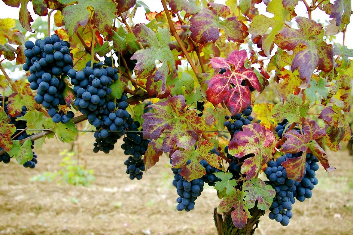 Vendemmia "in nero": maxi-multe e sospensioni per le aziende agricole nei Colli Berici