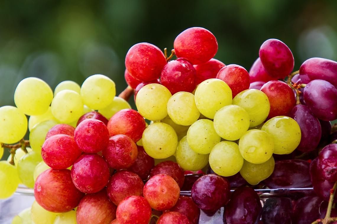 La Vendemmia Inclusiva: Un Vino che Racconta di Solidarietà e Inclusione 