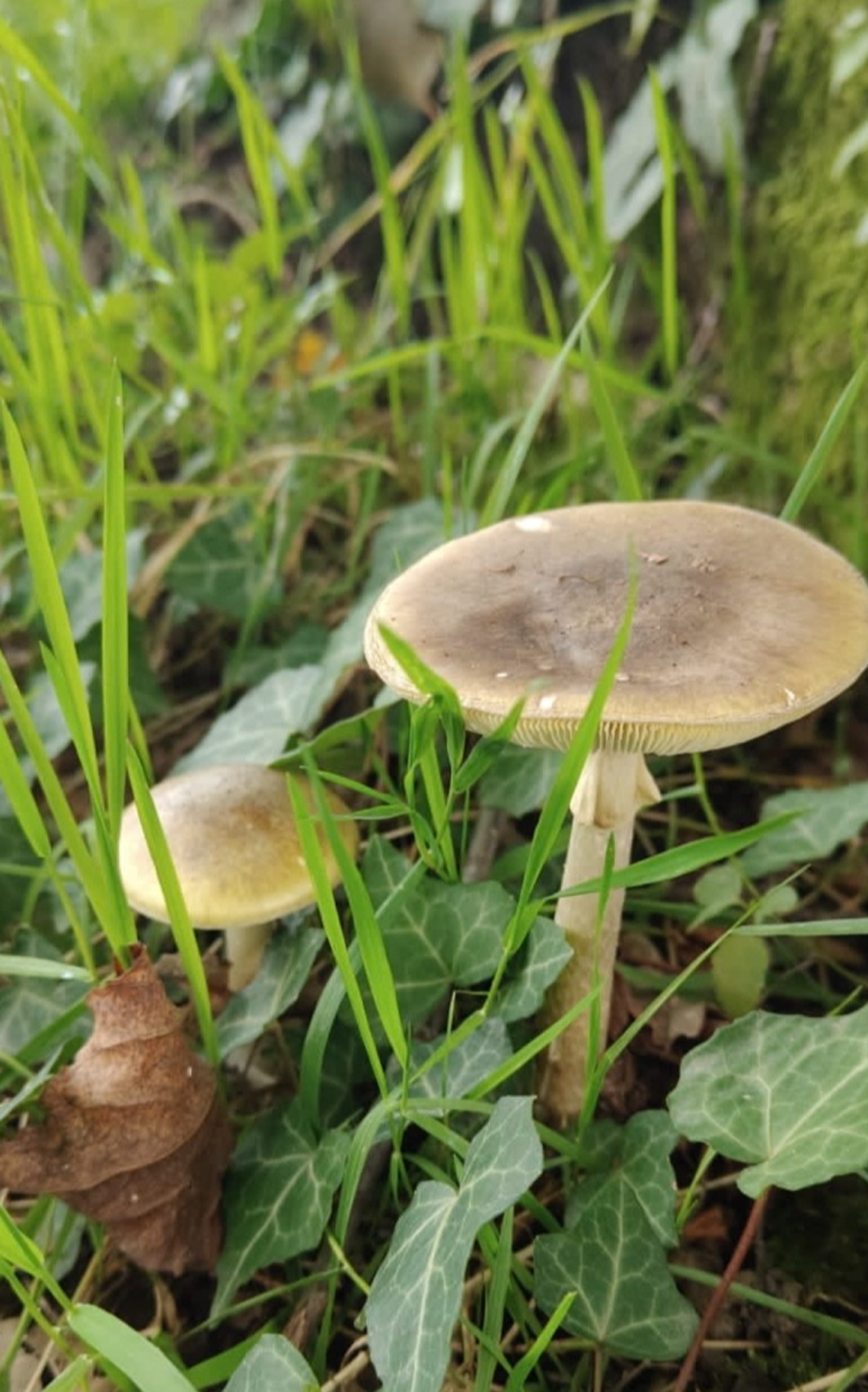 VITTORIO VENETO, MADRE E FIGLIO RICOVERATI PER GRAVE AVVELENAMENTO DA CONSUMO DI FUNGHI