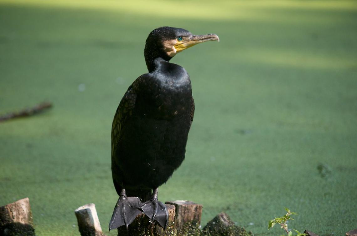 Cormorano e trota marmorata: una convivenza difficile nei corsi d'acqua bellunesi