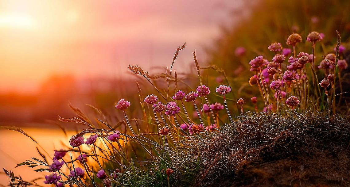 Borgo Valbelluna fiorisce: comunità e colori nel progetto "Municipal Flowers"