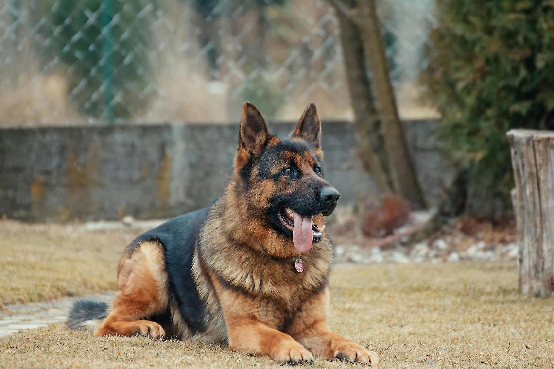 Notte di Tensione a Rovigo: Giovane Morso dal Cane e Caos al Pronto Soccorso