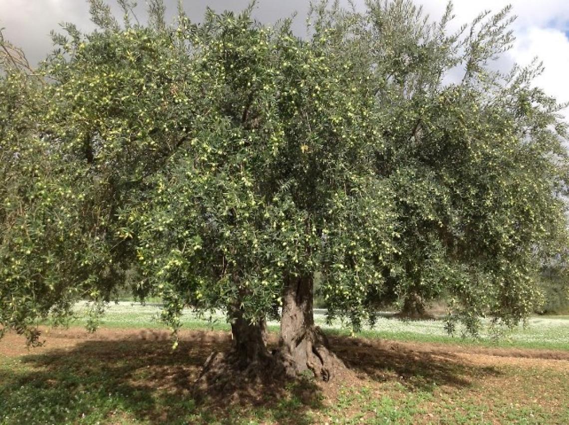 Allarme alla Biondella: fiamme e fumo da un rogo di ramaglie d'olivo