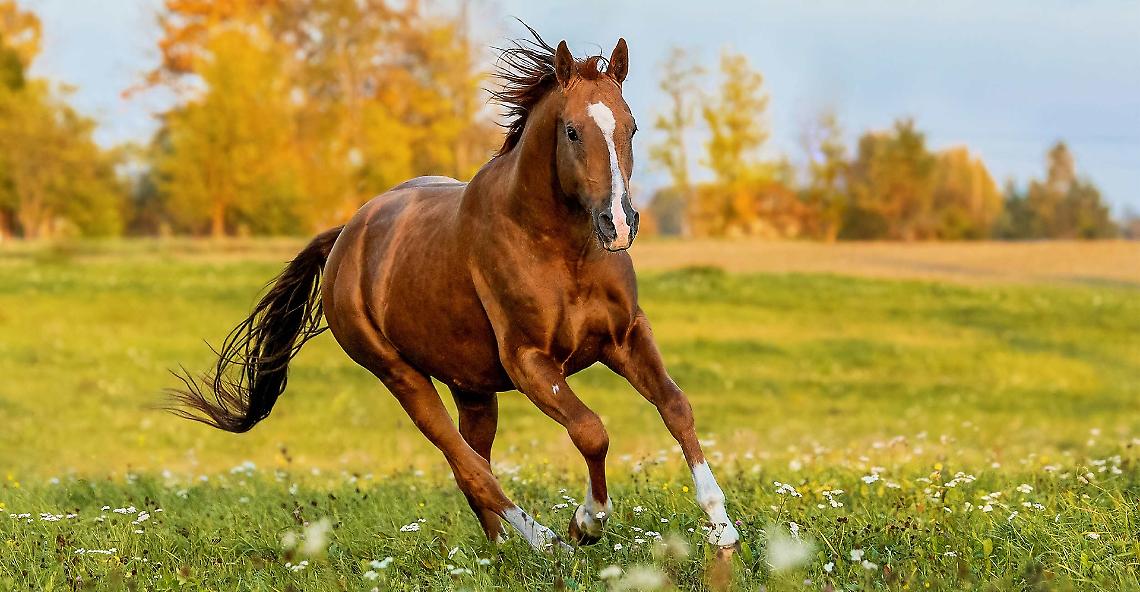 Fieracavalli 2024: Verona si Prepara all'Evento con Modifiche alla Viabilità e Servizi Navetta