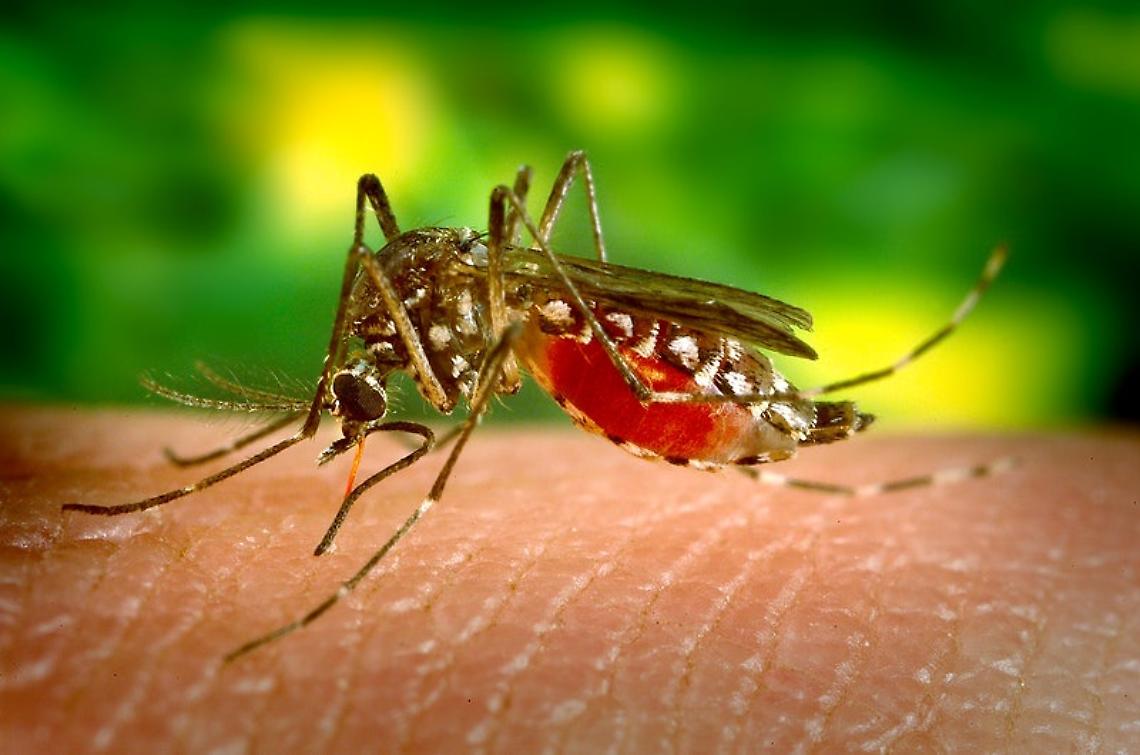 Malaria