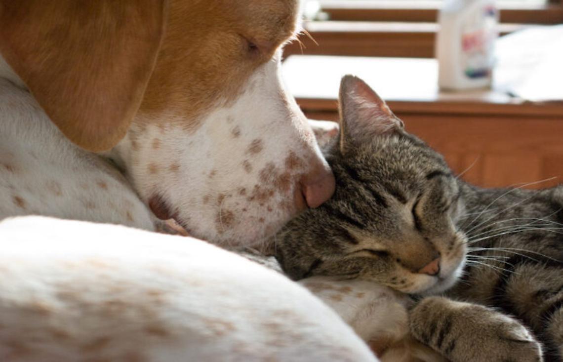 Pet Therapy: Un Abbraccio a Quattro Zampe per i Malati Oncologici di Marzana
