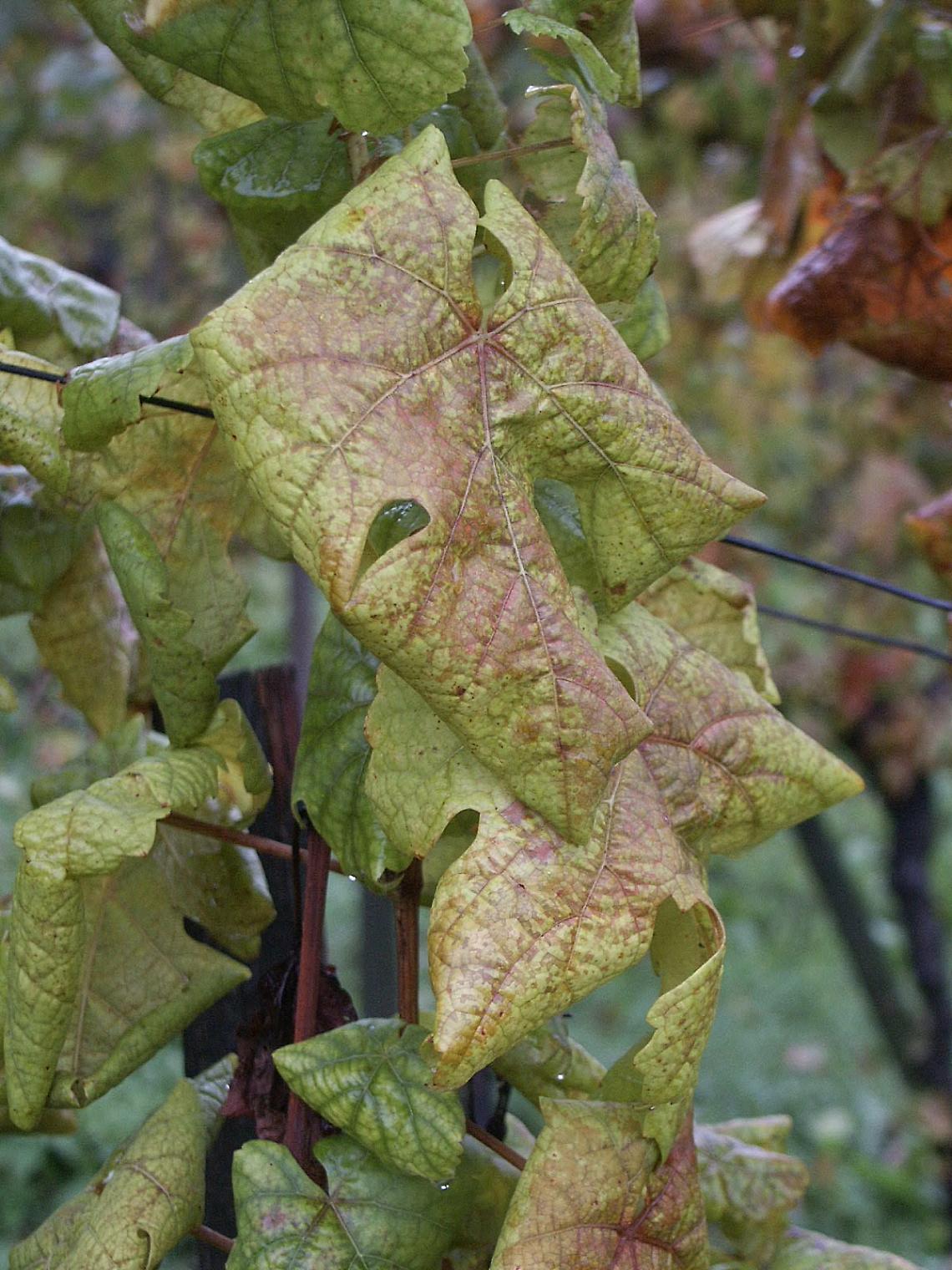 Flavescenza dorata
